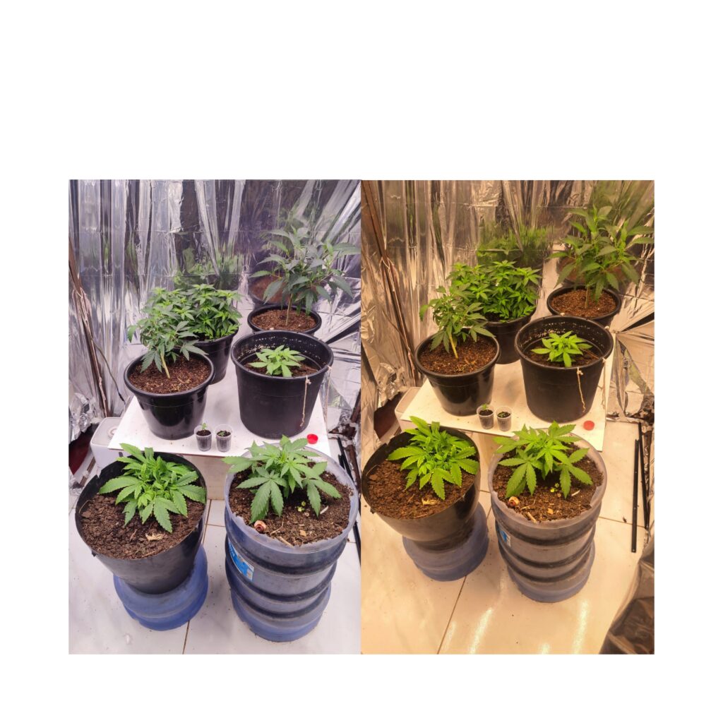 GridArt 20240317 164431459