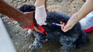 Prefeitura de Gurupi estende campanha de vacinação antirrábica até 18 de junho IMG 20250510 WA0094